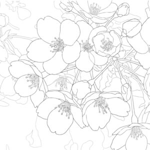 Free printable Cherry Blossoms 7 coloring page