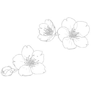 Free printable Cherry blossoms 8 coloring page