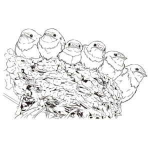 ツバメのヒナの無料塗り絵イラスト（知育・高齢者レク用）