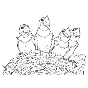 餌を待つツバメのヒナの無料塗り絵イラスト（知育・高齢者レク用）