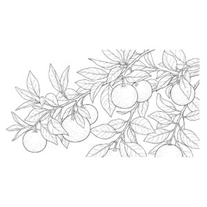 橘の木　葉・実の無料塗り絵イラスト（知育・高齢者レク用）
