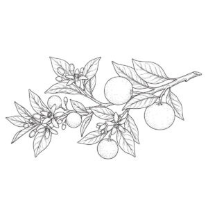 橘の無料塗り絵イラスト（知育・高齢者レク用）