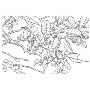 橘の木　葉・花の無料塗り絵イラスト（知育・高齢者レク用）
