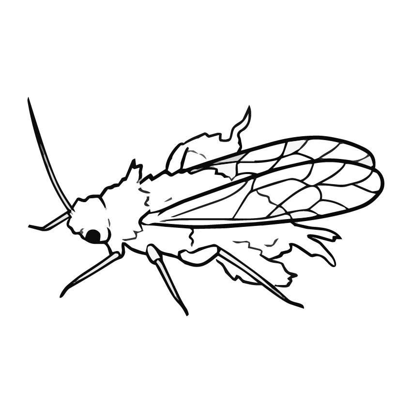 雪虫（エノキワタアブラムシ）の塗り絵