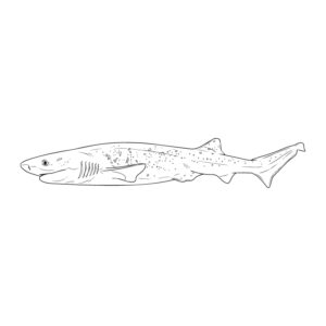 エビスザメの無料塗り絵イラスト（知育・高齢者レク用）