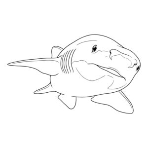 エビスザメの無料塗り絵イラスト（知育・高齢者レク用）
