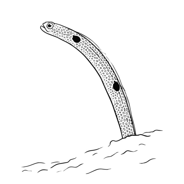 チンアナゴの無料塗り絵イラスト（知育・高齢者レク用）