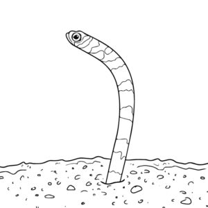 ニシキアナゴの無料塗り絵イラスト（知育・高齢者レク用）