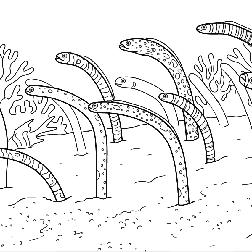 チンアナゴの塗り絵