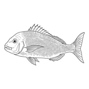 真鯛の無料塗り絵イラスト（知育・高齢者レク用）