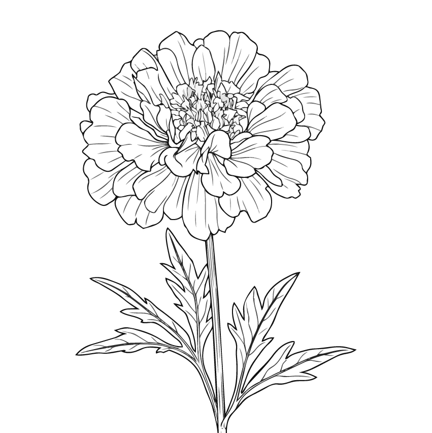 マリーゴールドの塗り絵