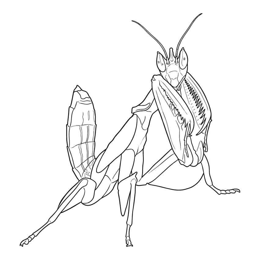 ハナカマキリの塗り絵