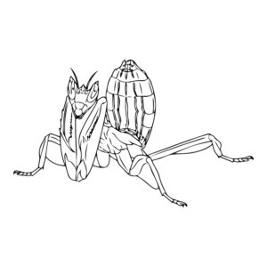 ハナカマキリ２の無料塗り絵イラスト（知育・高齢者レク用）