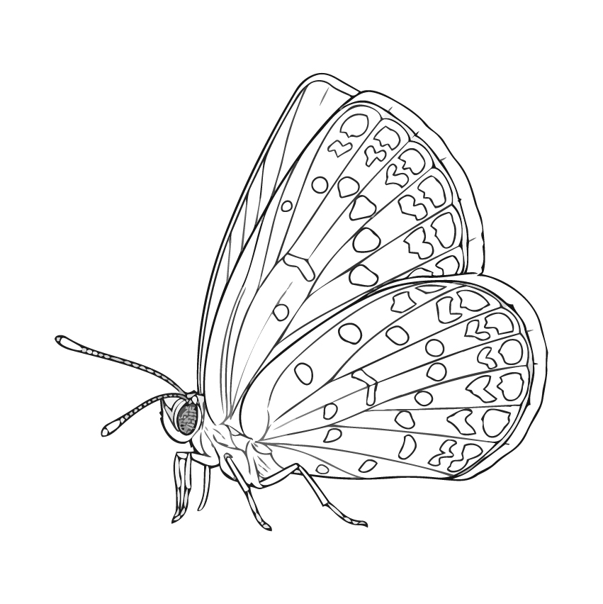 ヤマトシジミの塗り絵