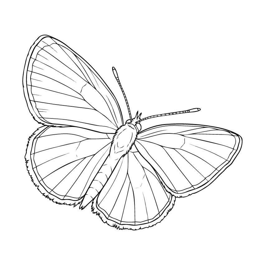 ヤマトシジミの塗り絵