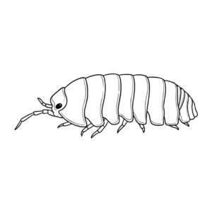 Free printable Pill bug coloring page