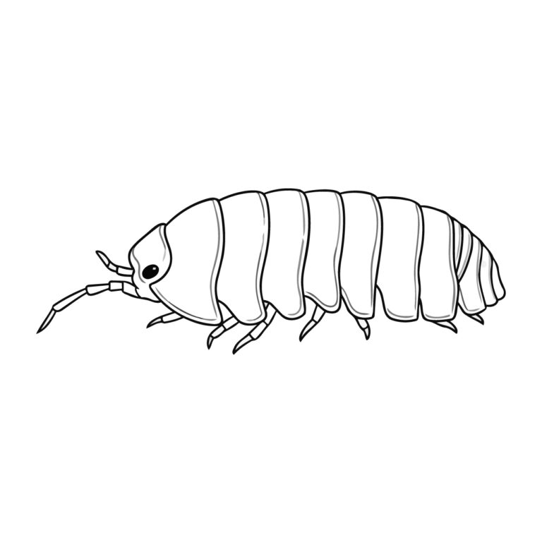 ダンゴムシの無料塗り絵イラスト（知育・高齢者レク用）