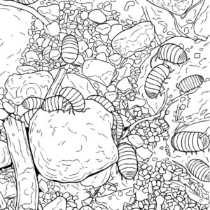 ダンゴムシ３の無料塗り絵イラスト（知育・高齢者レク用）