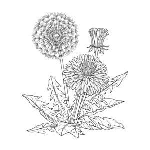 たんぽぽの無料塗り絵イラスト（知育・高齢者レク用）