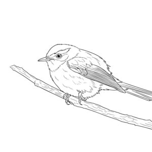 ウグイスの無料塗り絵イラスト（知育・高齢者レク用）