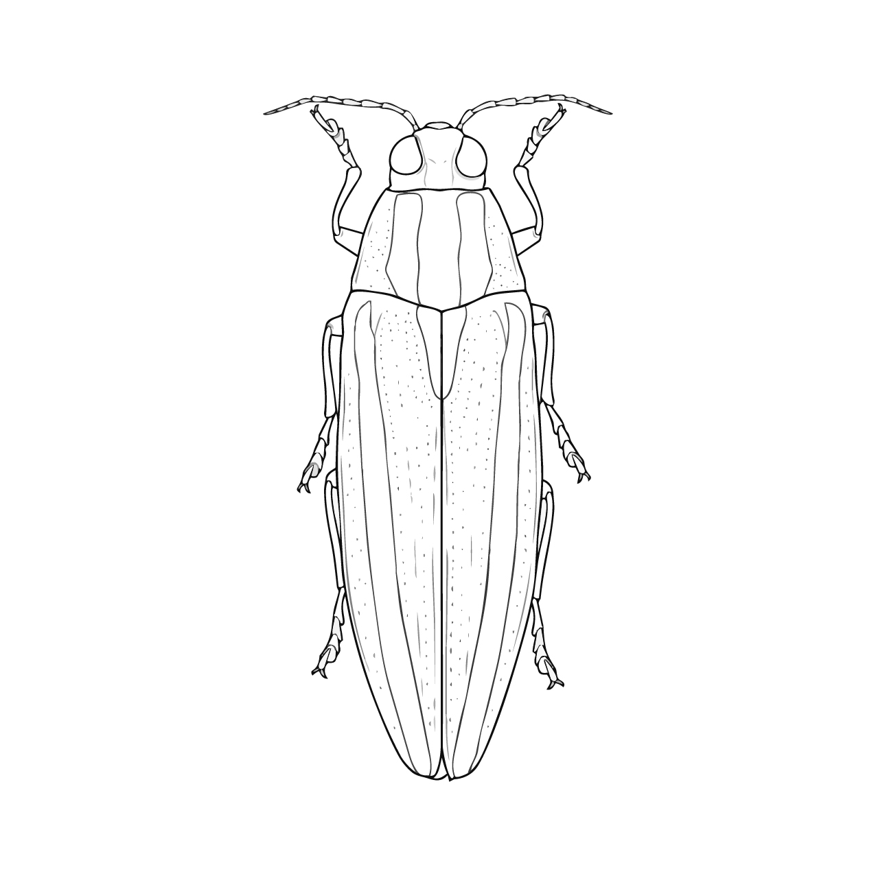 ヤマトタマムシ（タマムシ）の塗り絵