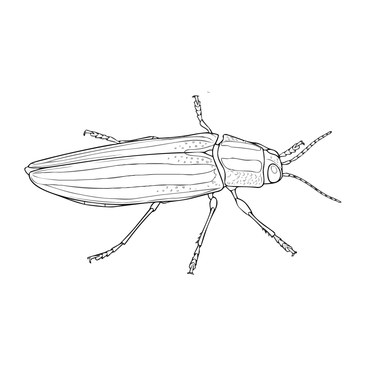 ヤマトタマムシ２