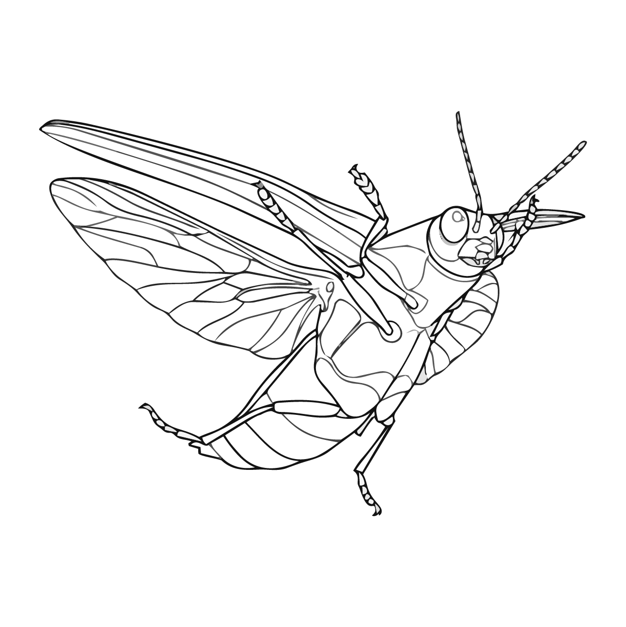 ヤマトタマムシ（タマムシ）の塗り絵