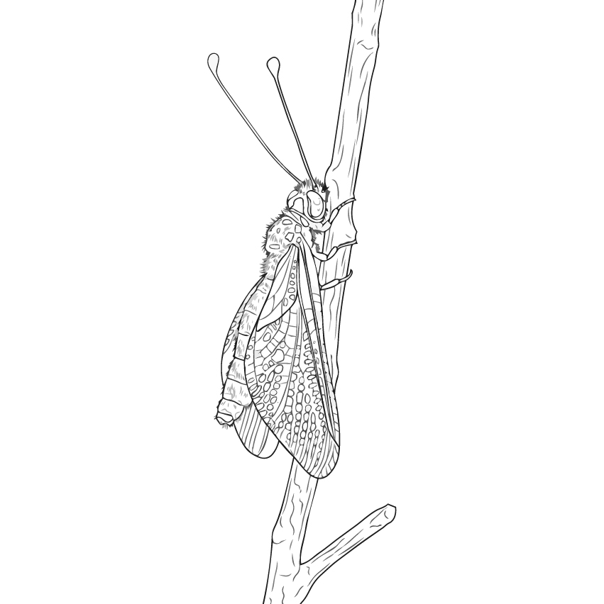 キバネツノトンボ 成虫２