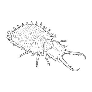 キバネツノトンボ 幼虫の無料塗り絵イラスト（知育・高齢者レク用）