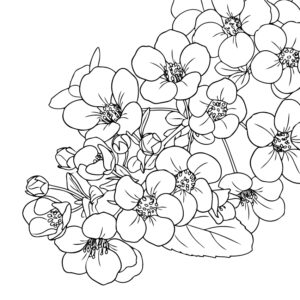 雪柳（ユキヤナギ）の無料塗り絵イラスト（知育・高齢者レク用）