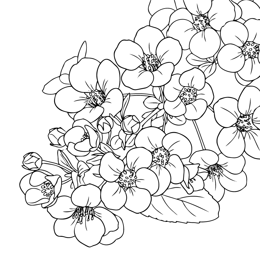 雪柳（ユキヤナギ）の塗り絵