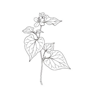 ドクダミの無料塗り絵イラスト（知育・高齢者レク用）