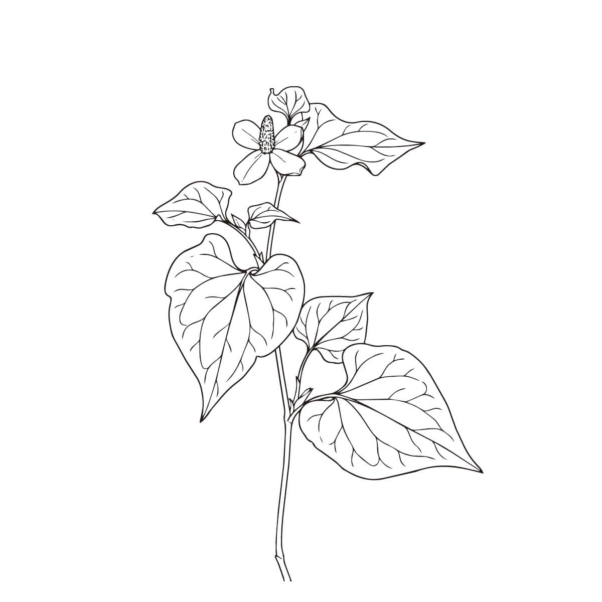 ドクダミの塗り絵