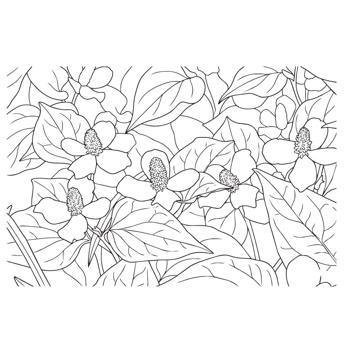 ドクダミの塗り絵