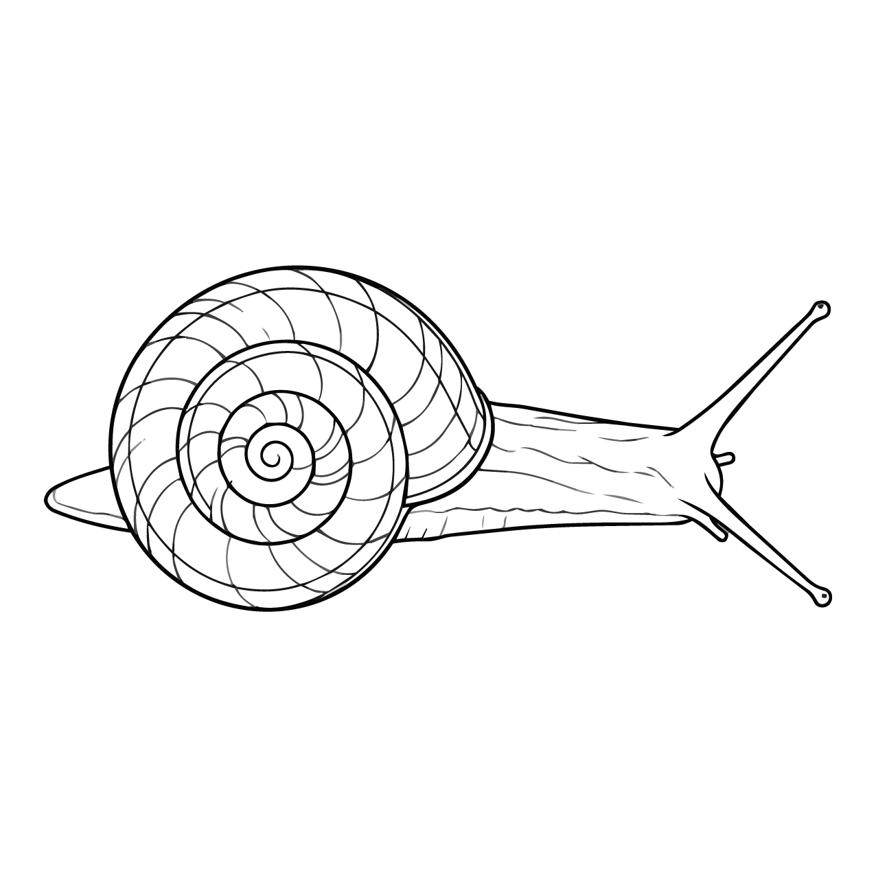 サッポロマイマイの塗り絵