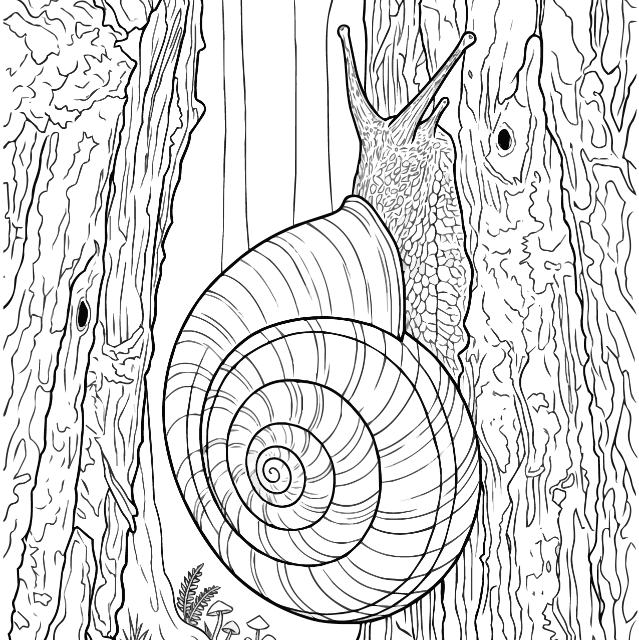 サッポロマイマイの塗り絵