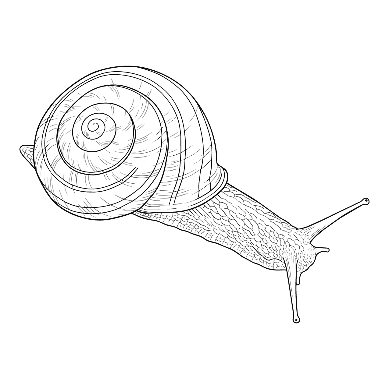 ミスジマイマイの塗り絵