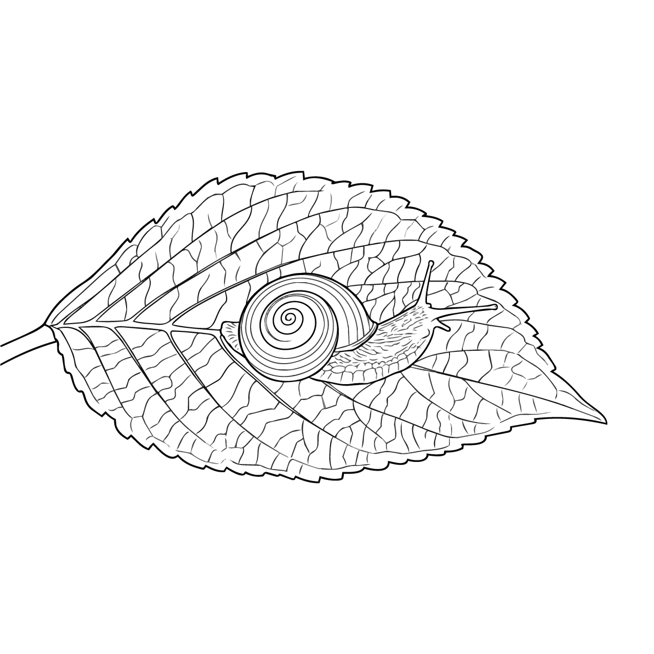 ミスジマイマイの塗り絵