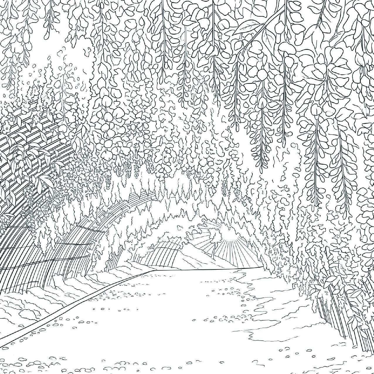 藤（フジ）の塗り絵