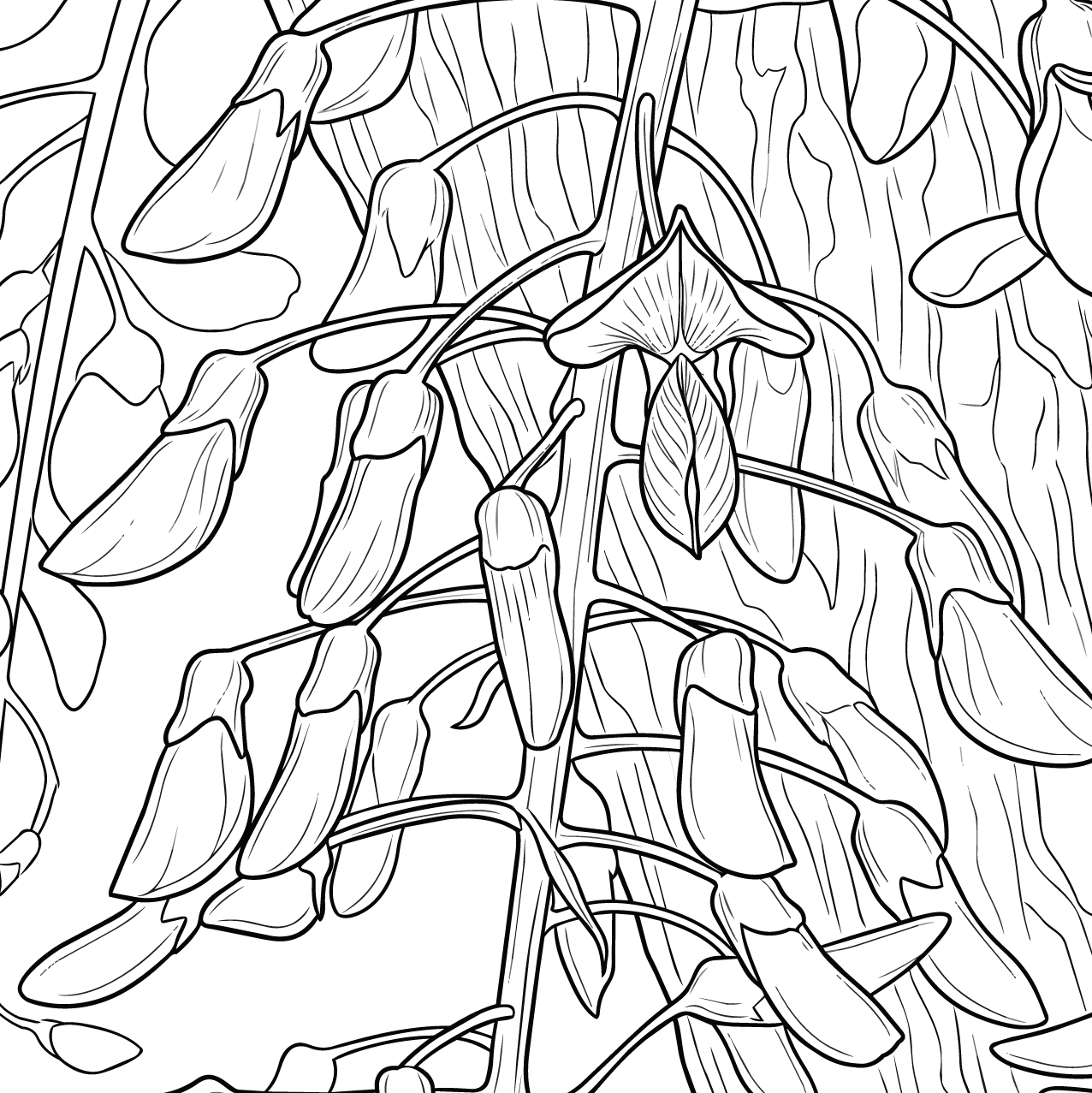 藤（フジ）の塗り絵