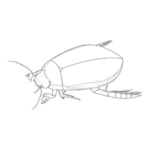 ゲンゴロウの無料塗り絵イラスト（知育・高齢者レク用）