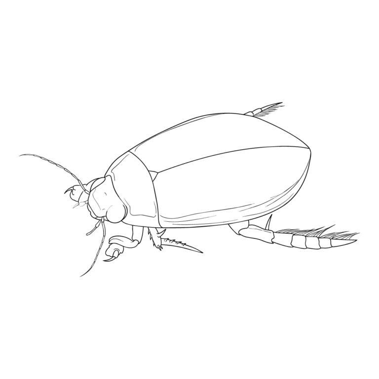 ゲンゴロウの無料塗り絵イラスト（知育・高齢者レク用）