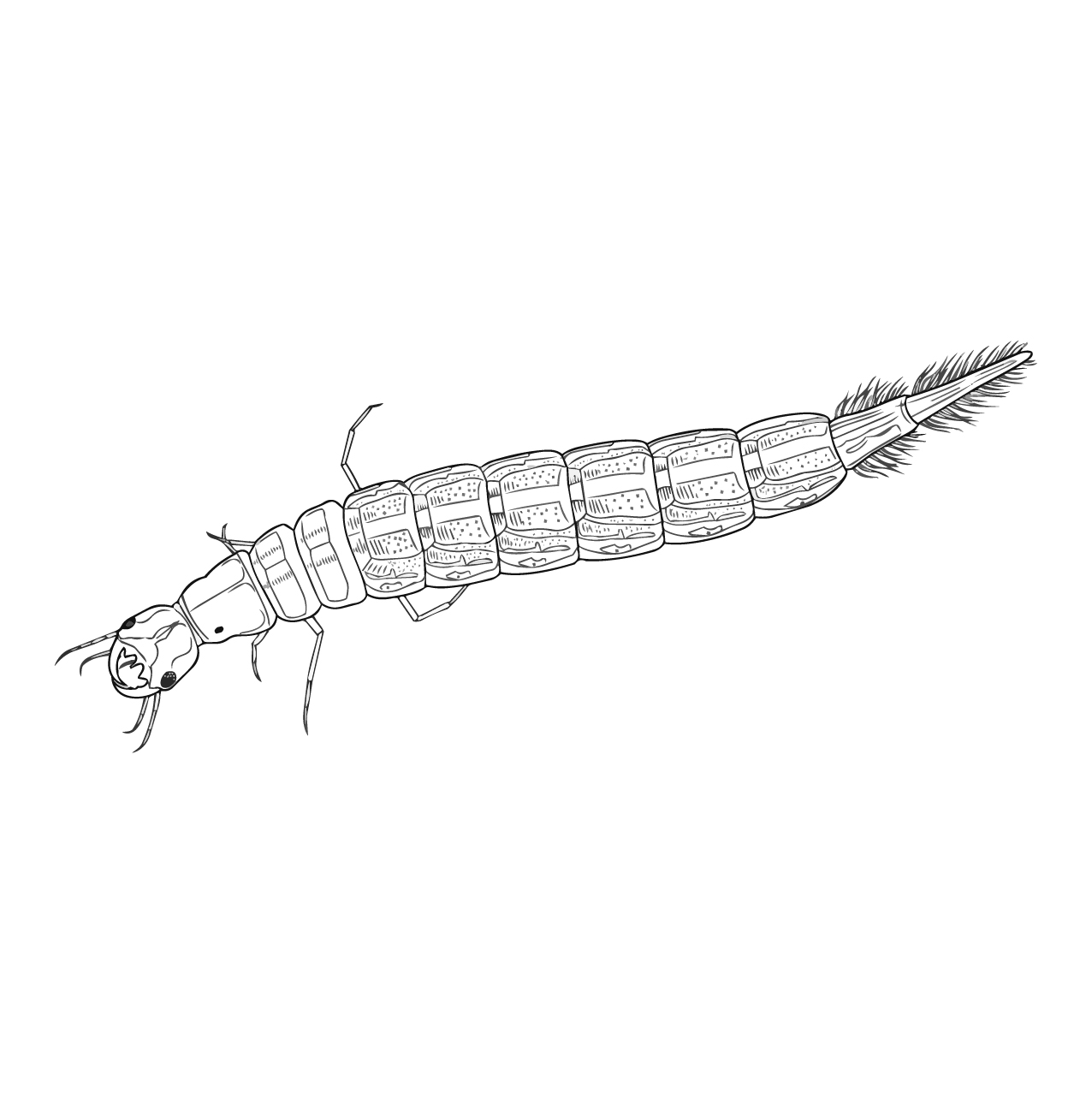 ゲンゴロウの塗り絵