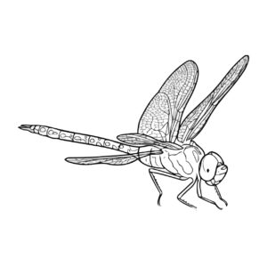 ギンヤンマの無料塗り絵イラスト（知育・高齢者レク用）