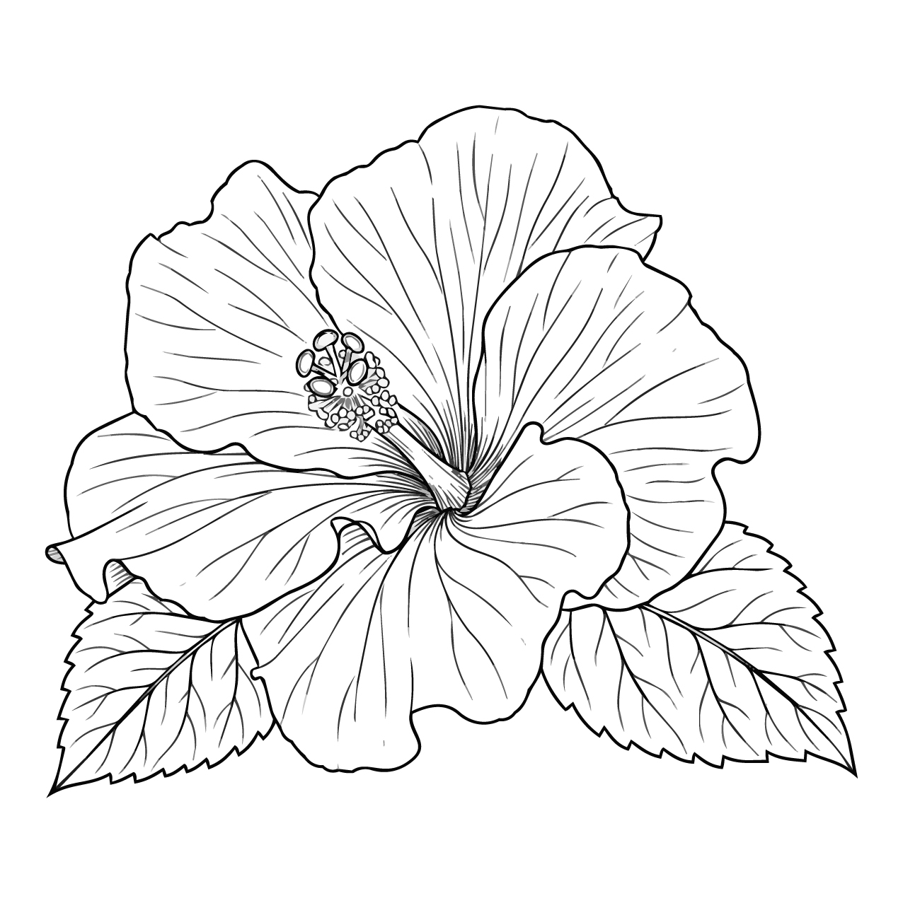ハイビスカスの塗り絵