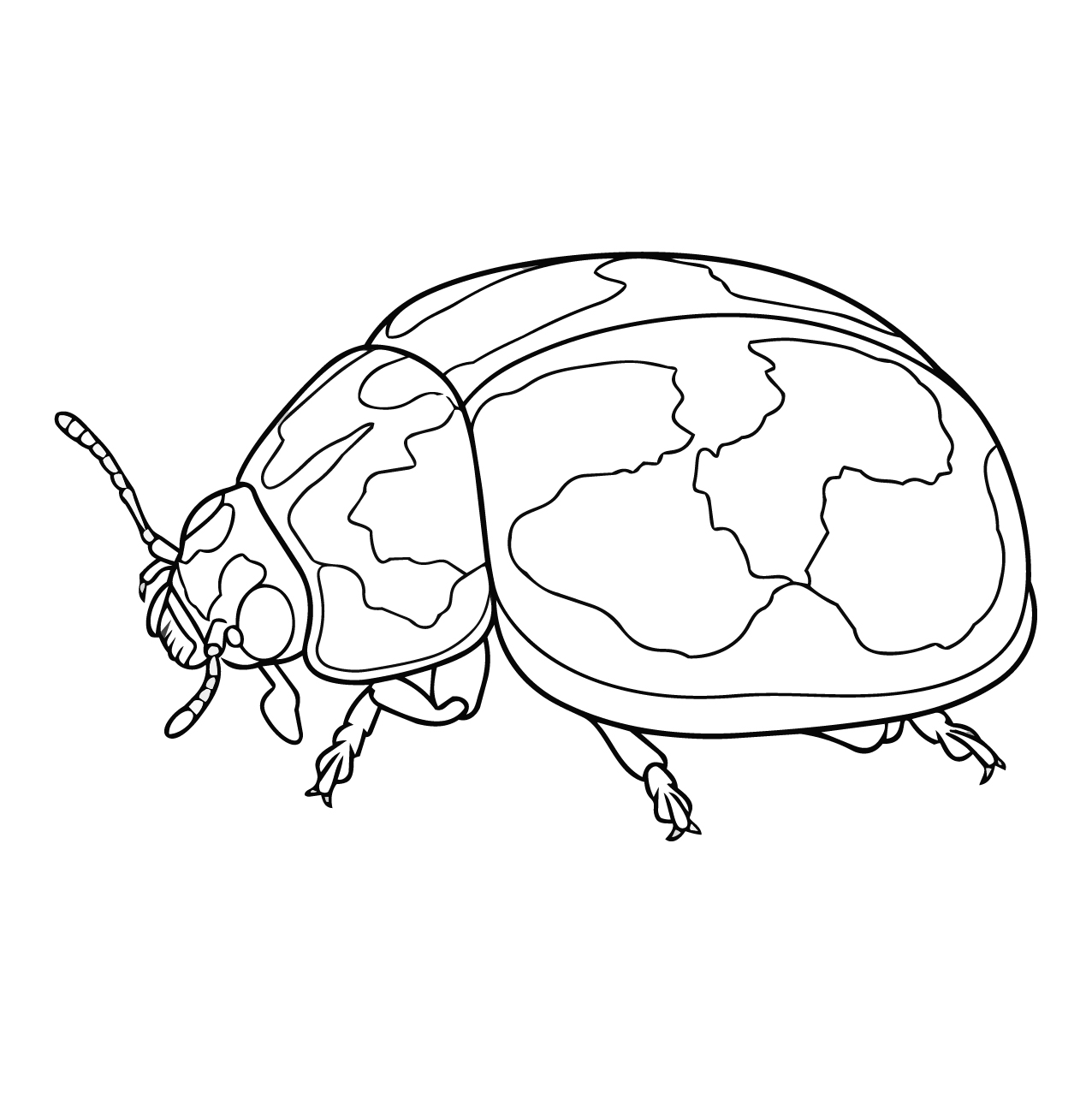 ヒメカメノコテントウの塗り絵