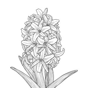ヒヤシンスの無料塗り絵イラスト（知育・高齢者レク用）