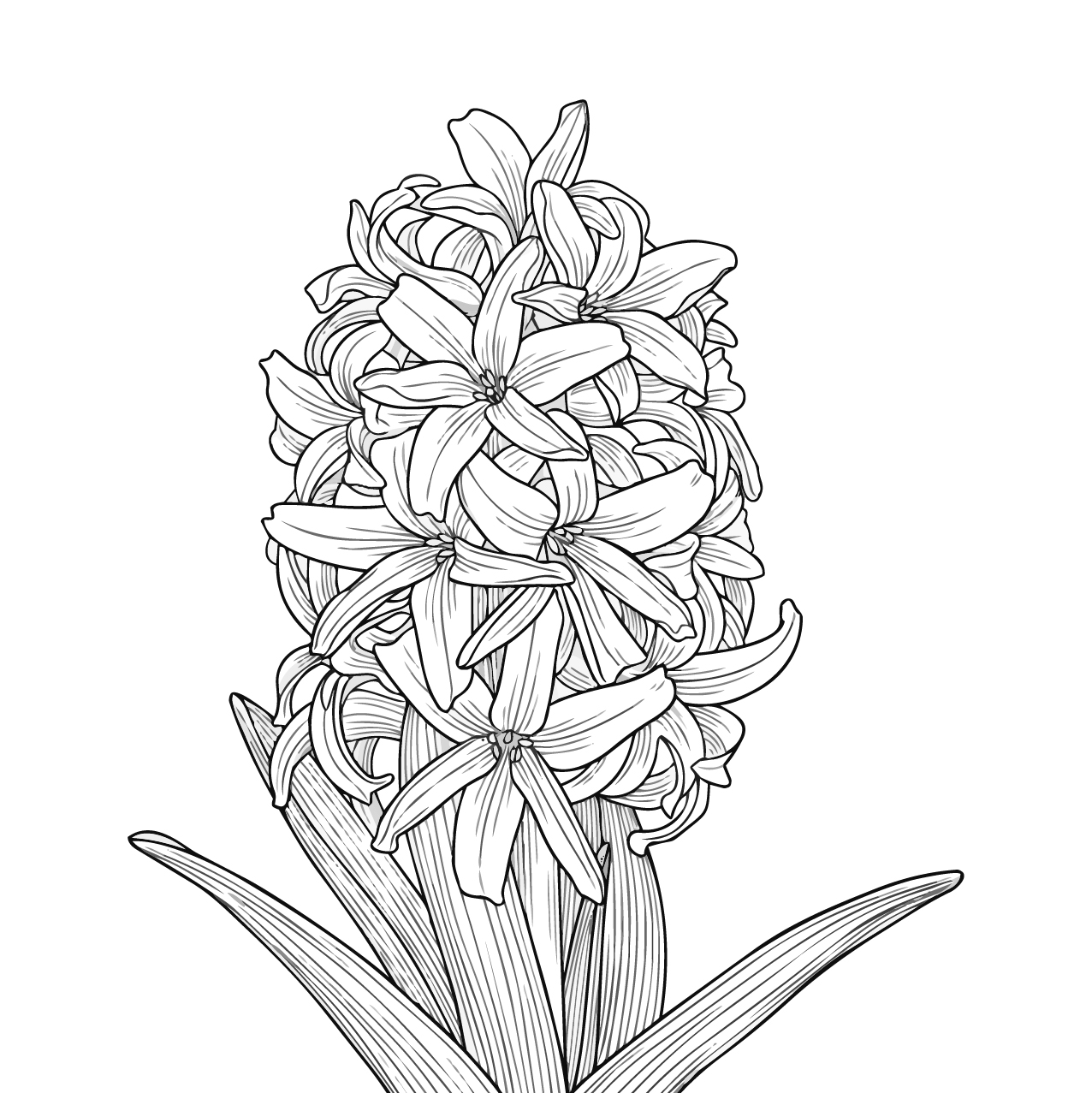 ヒヤシンスの塗り絵