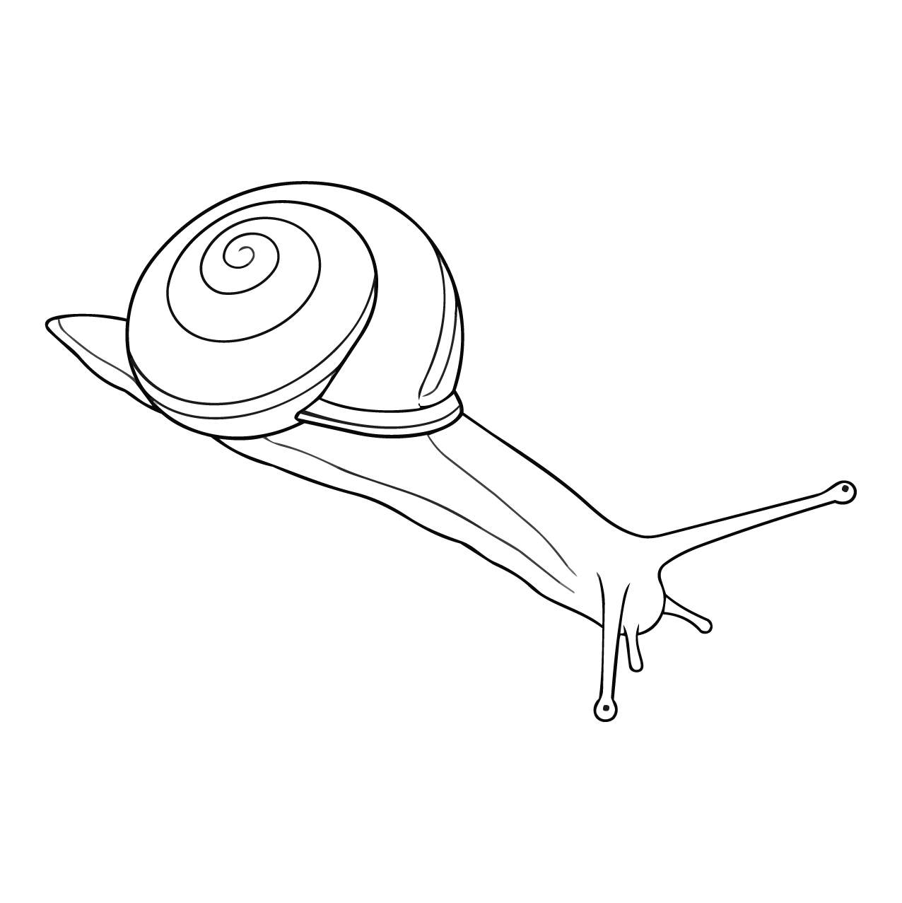 クチベニマイマイの塗り絵