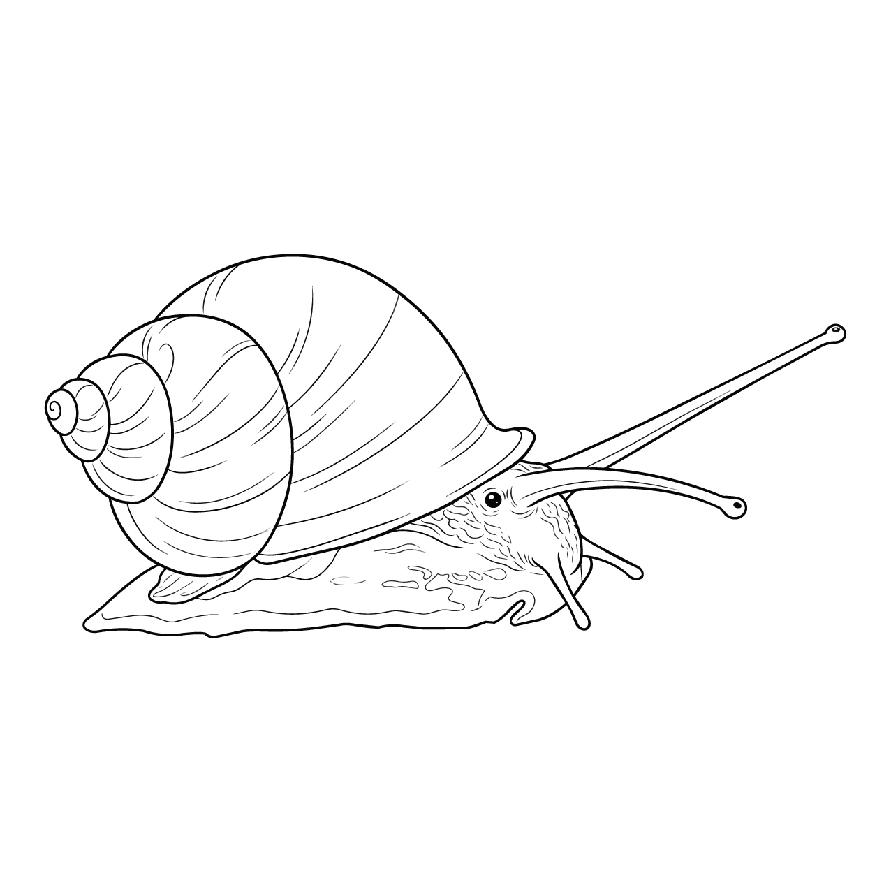 アオミオカタニシの塗り絵